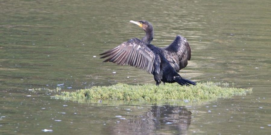 Ein Kormoran (Bildquelle: https://unsplash.com/photos/LTzbD8lj0kw)