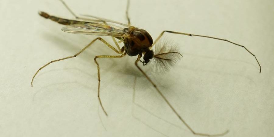 Nachdem die nicht stechenden Zuckmücken der Art Chironomus riparius Mikroplastik ausgesetzt waren, veränderte sich das Genom nachfolgender Generationen. (Foto: Markus Pfenninger)