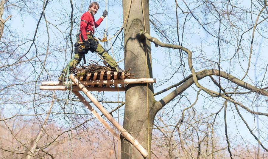 Joachim Neumann bestückt das Nest mit Ästen (Foto: Niedersächsische Landesforsten)