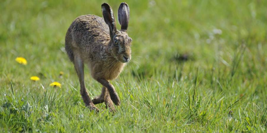 Im Frühjahr 2021 konnten in den hessischen Referenzgebieten im Durchschnitt 25 Feldhasen auf 100 Hektar gezählt werden, im Herbst lag die Anzahl im Mittel bei 28 Feldhasen. (Quelle: Rolfes/DJV)