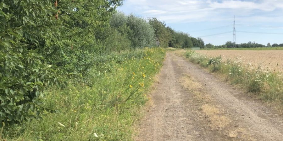 Feld- oder Wegrandstreifen dienen vielen Arten des Offenlandes aber auch Insekten als Nahrungsquelle. (Foto: Stöveken/LJV Hessen)