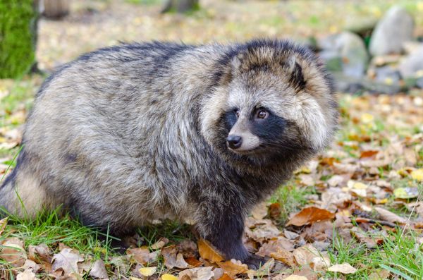 Das Verbundprojekt ZOWIAC dient der Erforschung von Invasions-prozessen gebietsfremder und einwandernder Fleischfresser, wie dem Marderhund. (Foto: Dorian D. Dörge)