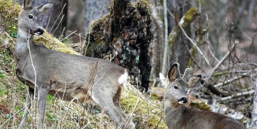 Rehbock im Bast mit einem weiblichen Stück am Hang (Bildquelle: Wildes Bayern / Monika Baudrexl)