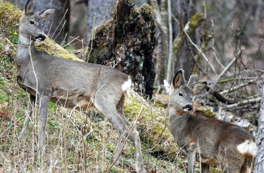 Rehbock im Bast mit einem weiblichen Stück am Hang (Bildquelle: Wildes Bayern / Monika Baudrexl)