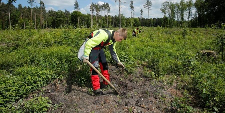Forstwirte pflanzen auf einer Kalamitätsfläche junge Bäume für einen klimastabileren Mischwald (Bildautor: Rupert Oberhäuser, Wald und Holz NRW)