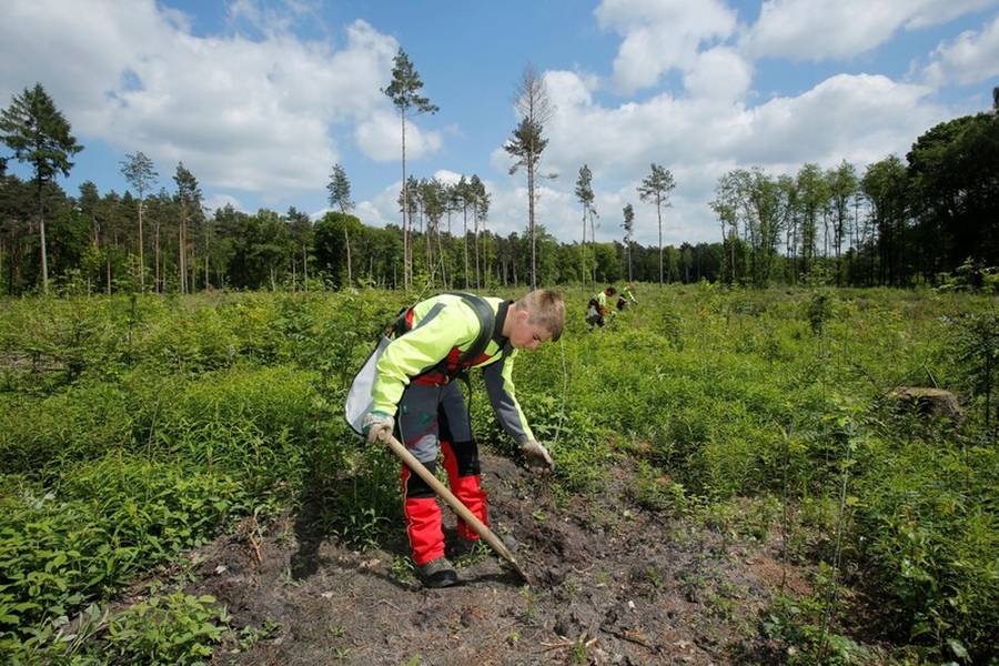 Forstwirte pflanzen auf einer Kalamitätsfläche junge Bäume für einen klimastabileren Mischwald (Bildautor: Rupert Oberhäuser, Wald und Holz NRW)