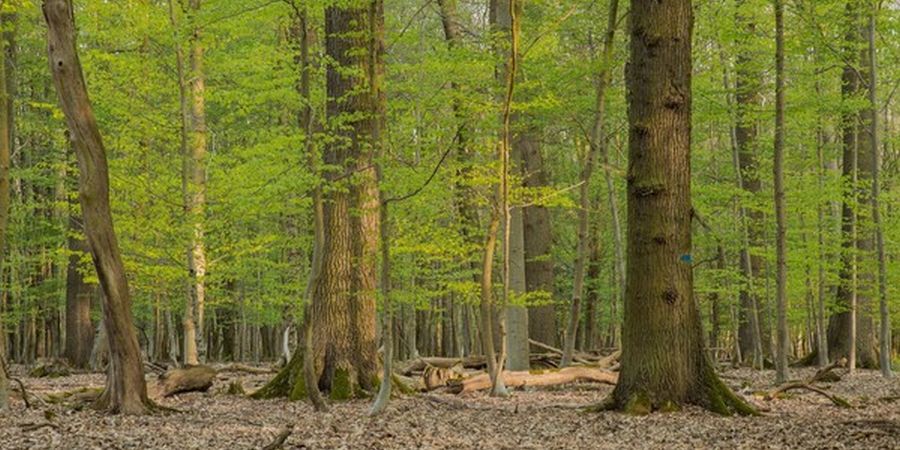 Der Eichen-Hainbuchenwald ist der Ziellebensraumtyp des Projektes. (Foto: Klaus Striepen, Wald und Holz NRW)