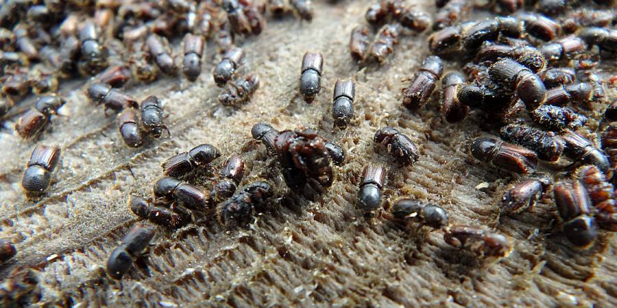 Neben dem „Kupferstecher“ ist der hier abgebildete Europäische „Buchdrucker“ (Ips typographus), die in Deutschland häufigste Käferart aus der Unterfamilie der Borkenkäfer. (Foto: iStock/Danler)