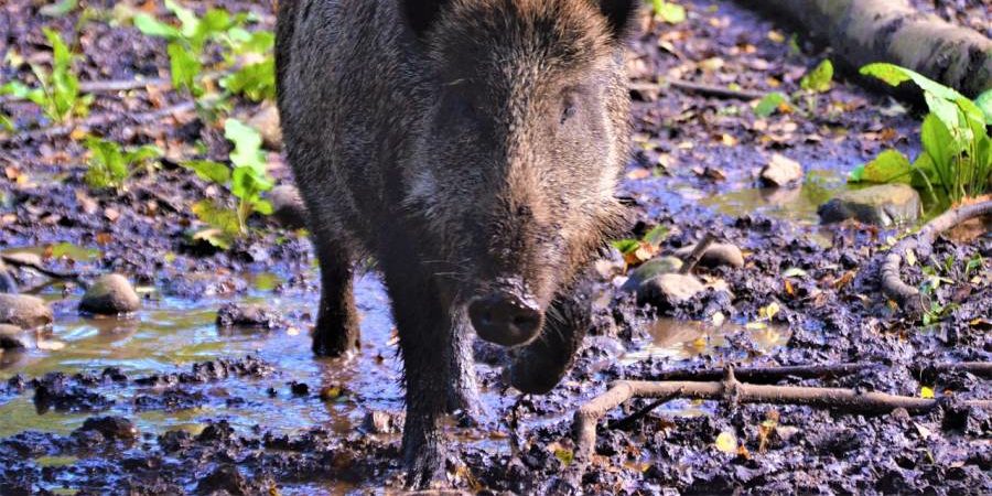 Ein anwechselndes Wildschwein (Symbolbild: Olle August)