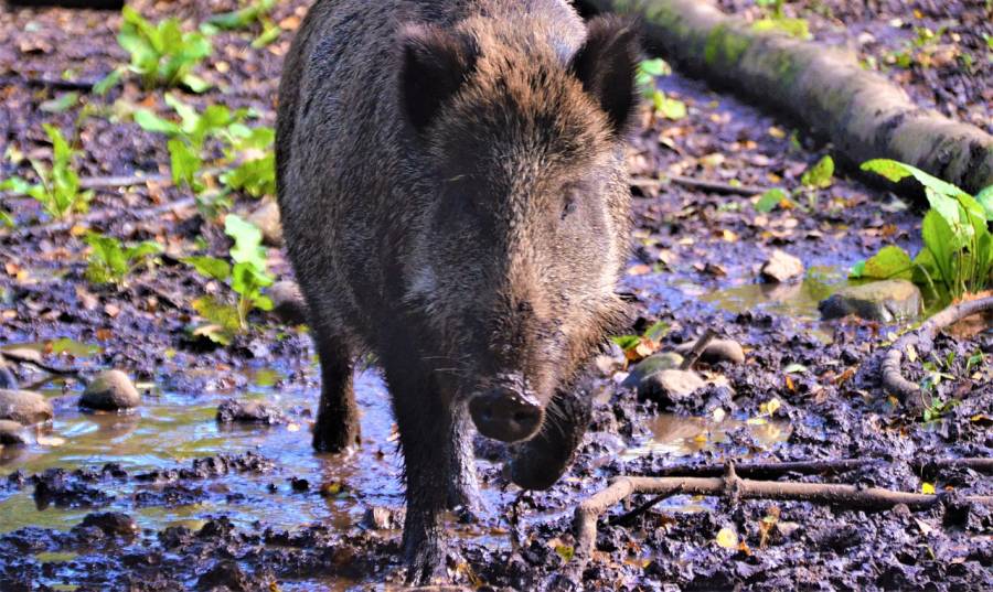 Ein anwechselndes Wildschwein (Symbolbild: Olle August)