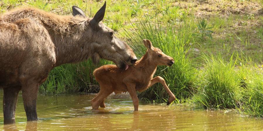 Elchkuh mit Kalb (Symbolbild: Mandy van den Borg)