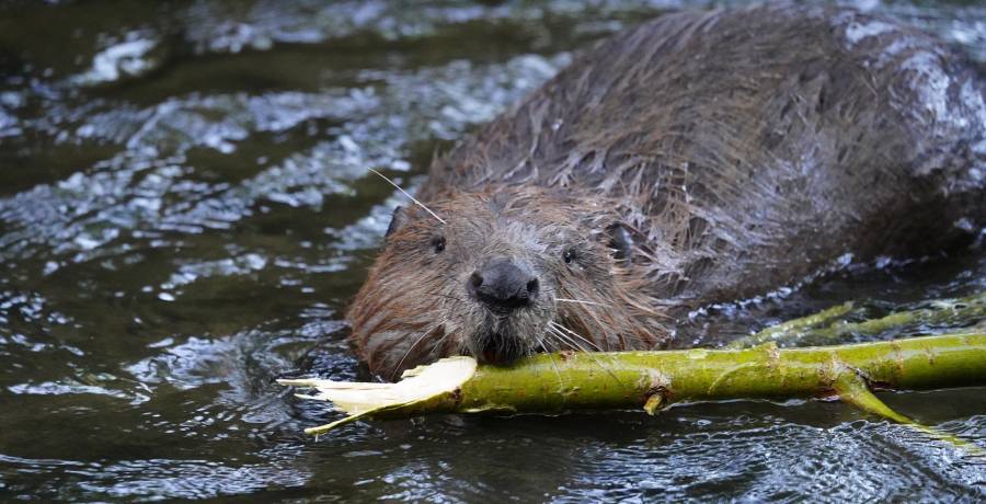 Biber mit einem Ast im Wasser (Symbolbild: Ralf Schick)