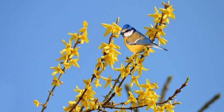 Blaumeise auf einer blühenden Forsythie (Symbolbild: Frauke Riether)