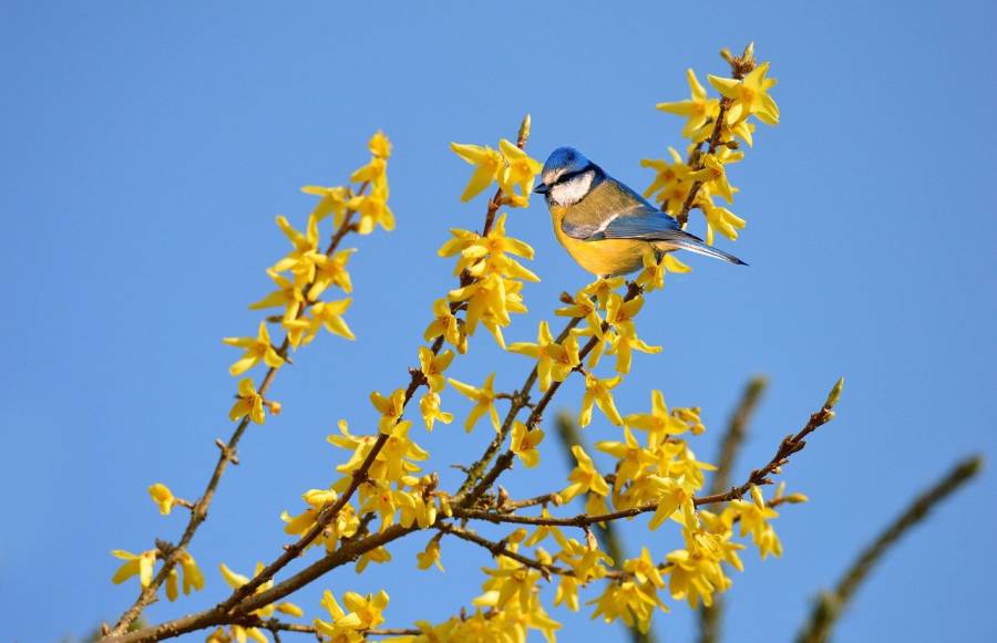 Blaumeise auf einer blühenden Forsythie (Symbolbild: Frauke Riether)