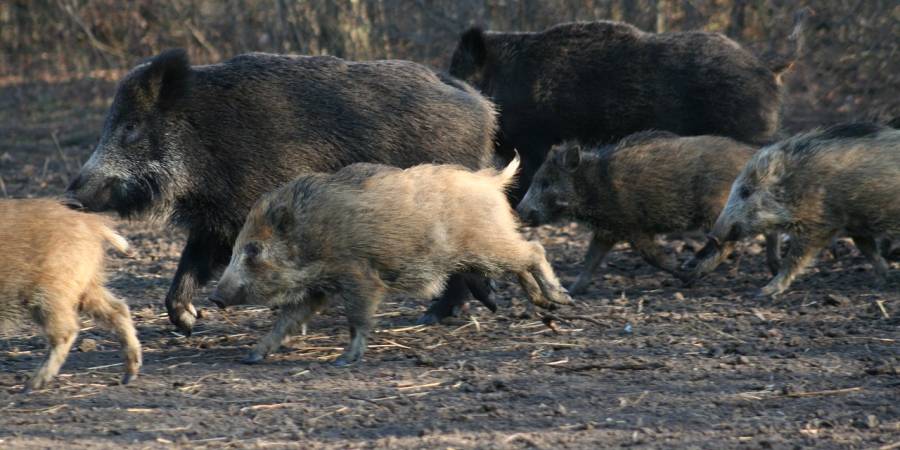 Eine Rotte Wildschweine (Symbolbild: Sorin Tincu)