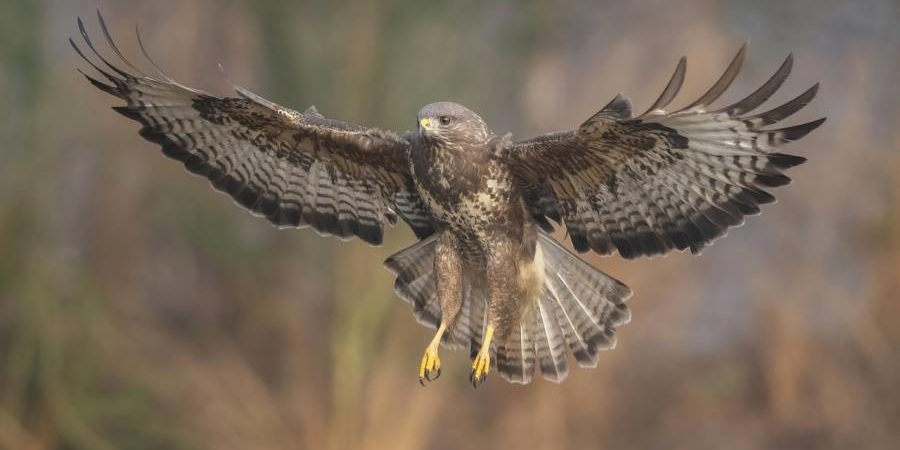 Ein Bussard im Flug (Symbolbild: B. Benjamins)