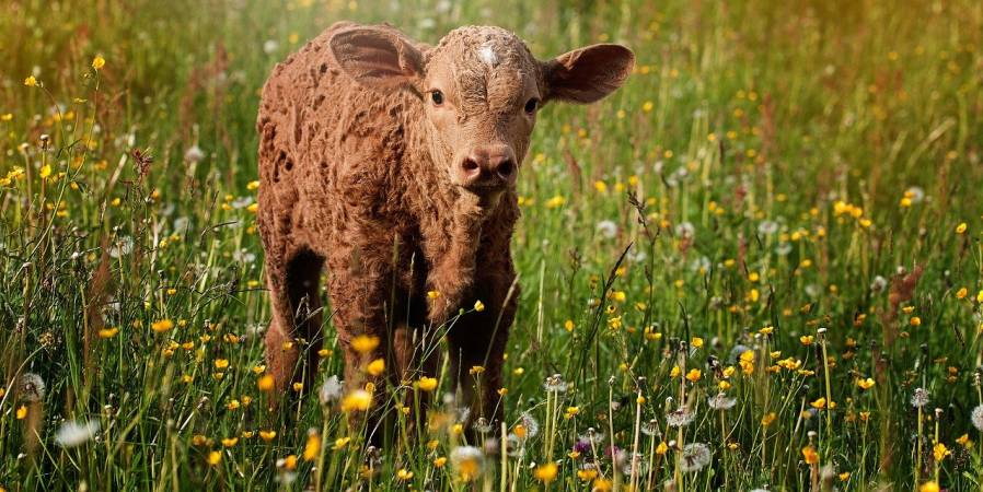 Kalb auf einer Wiese (Symbolbild: Pezibear)