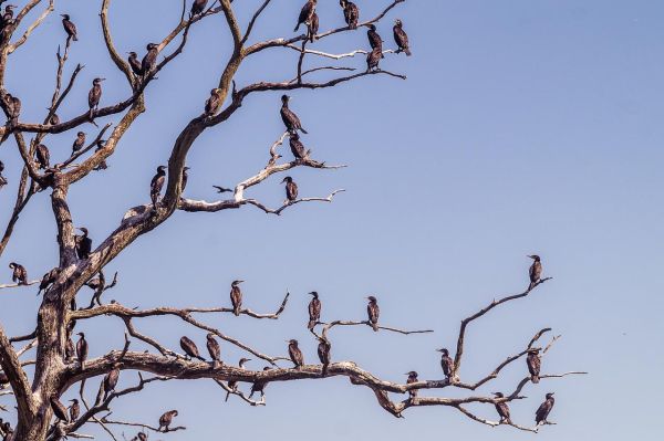 Mehrere Kormorane auf einem Baum sitzend (Foto: chrisbeez)