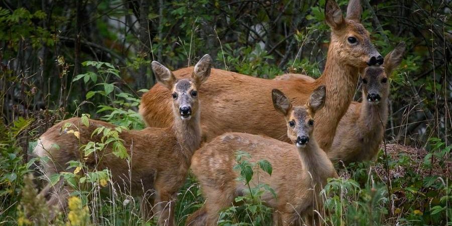 Einer der Kritikpunkte am neuen Entwurf des Landesjagdgesetzes ist die Aufweichung des Muttertierschutzes bei der Jagd. (Symbolbild: Einar Storsul)