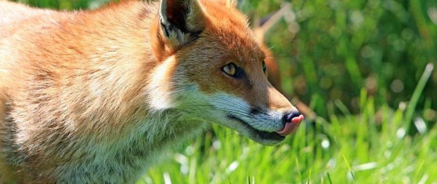 Ein Fuchs (Symbolbild: No-longer-here)