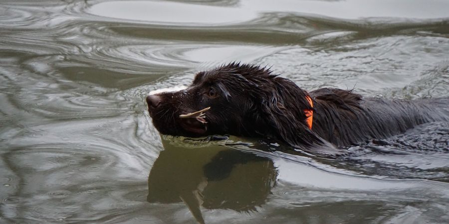 Deutscher Wachtelhund im Wasser (Symbolbild: Uta E.)