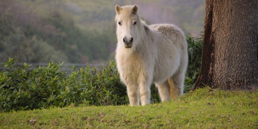 Pony auf einer Weide (Symbolbild: dewdrop157)