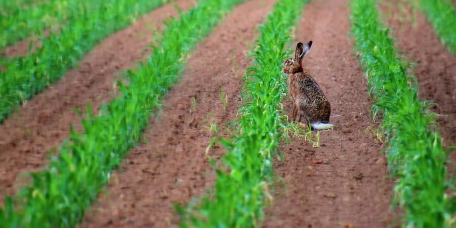 Hase auf einem Feld (Symbolbild: Lolame)