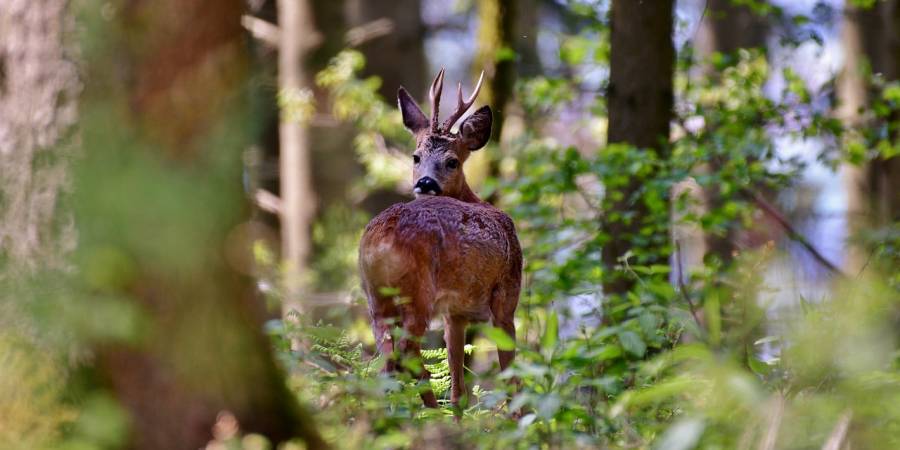 Rehbock im Wald (Symbolbild: Yvonne Huijbens)