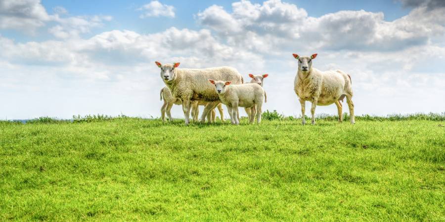 Schafe auf einer Grünfläche (Symbolbild: Rudy and Peter Skitterians)