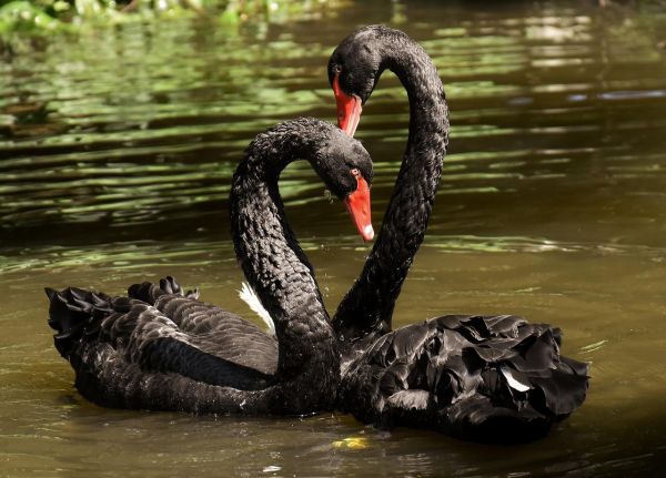 Wenn schwarze Schwan-Attrappen helfen, dann sollten dies echte „Trauerschwäne“ wohl auch tun. (Symbolbild: Alexas_Fotos)