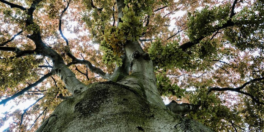 Die Buche ist Baum des Jahres 2022 (Symbolbild: wal_172619)