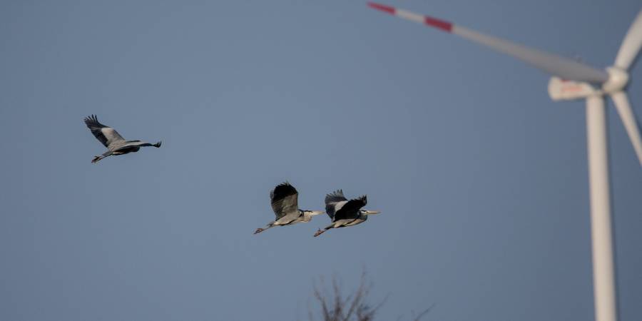 Drei Graureiher fliegen in Richtung eines Windrades (Symbolbild: Helmut Cremer)