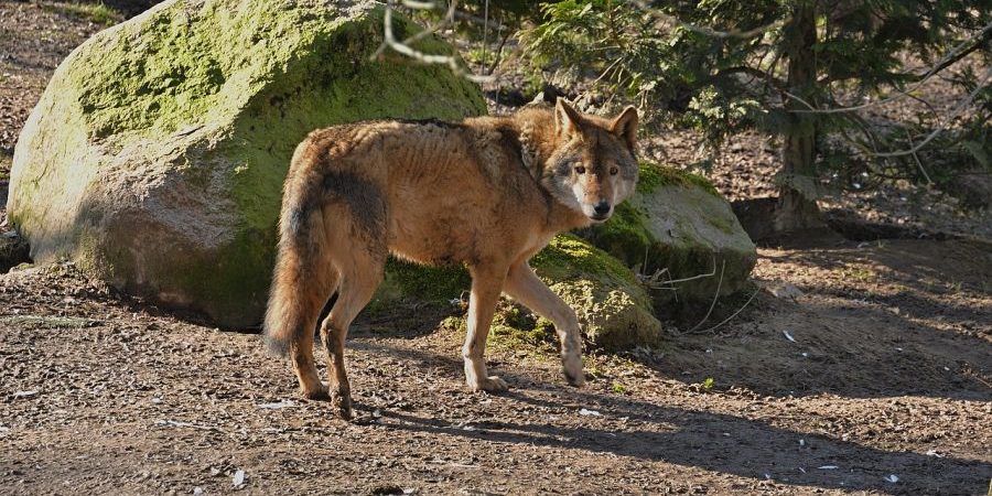 Ein Wolf (Symbolbild: jggrz)