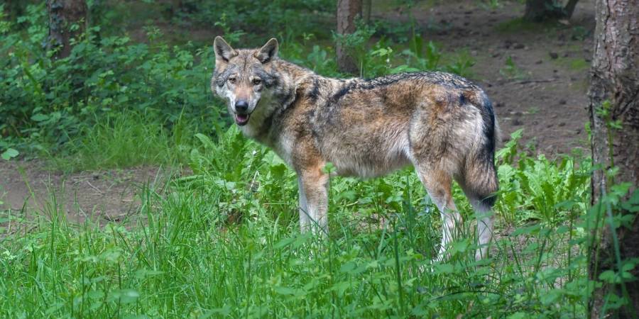 Ein Wolf im Wald (Symbolbild: Christel SAGNIEZ)