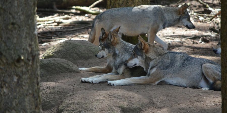 Wolfsrudel (Symbolbild: Claudia Peters)