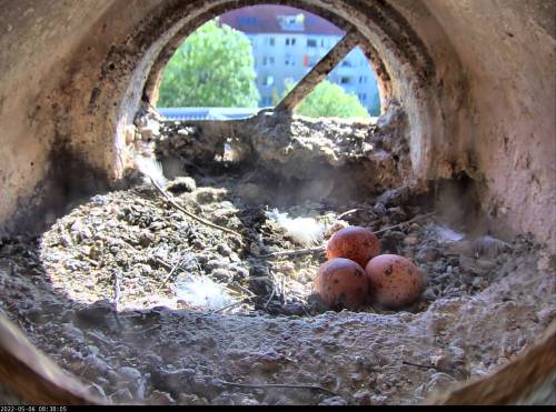Drei Eier liegen im Nest der Turmfalken. (Foto: Thüringer Ministerium für Umwelt, Energie und Naturschutz)