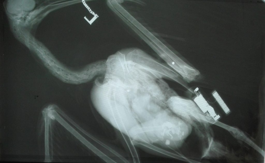 Die Schrote sind auf dem Röntgenbild klar zu erkennen. Waldrappweibchen "Dieks", das auf dem Weg in die Toskana war, ist Opfer von Wilderern geworden. (Foto: Waldrappteam Conservation & Research)