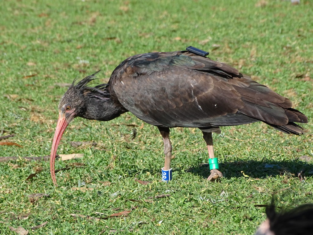 Ein besenderter Waldrapp (Foto: Waldrappteam Conservation & Research)