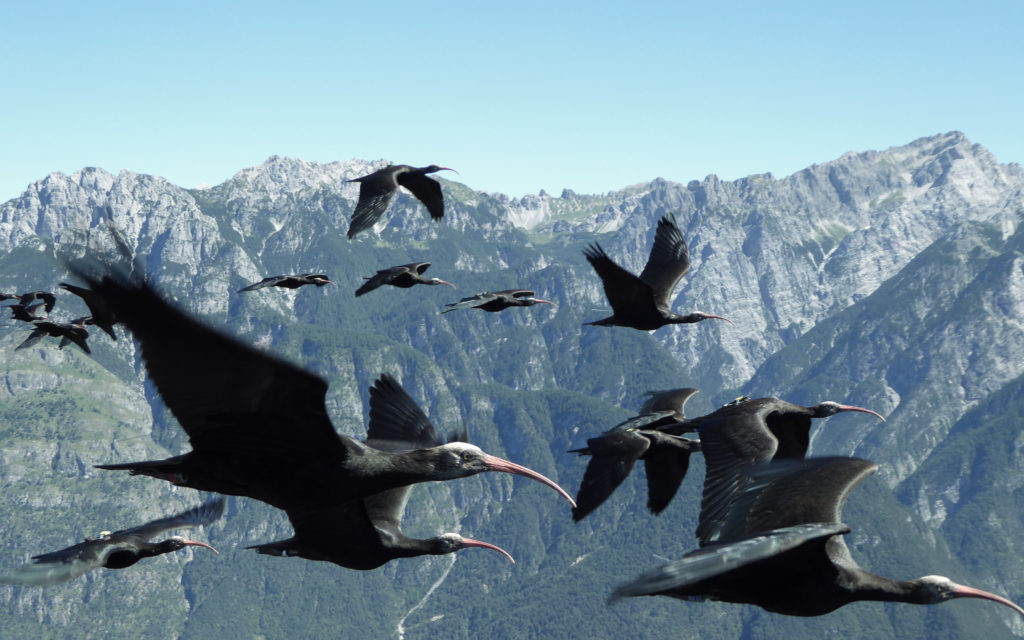 Waldrappen im Flug (Foto: Waldrappteam Conservation & Research)