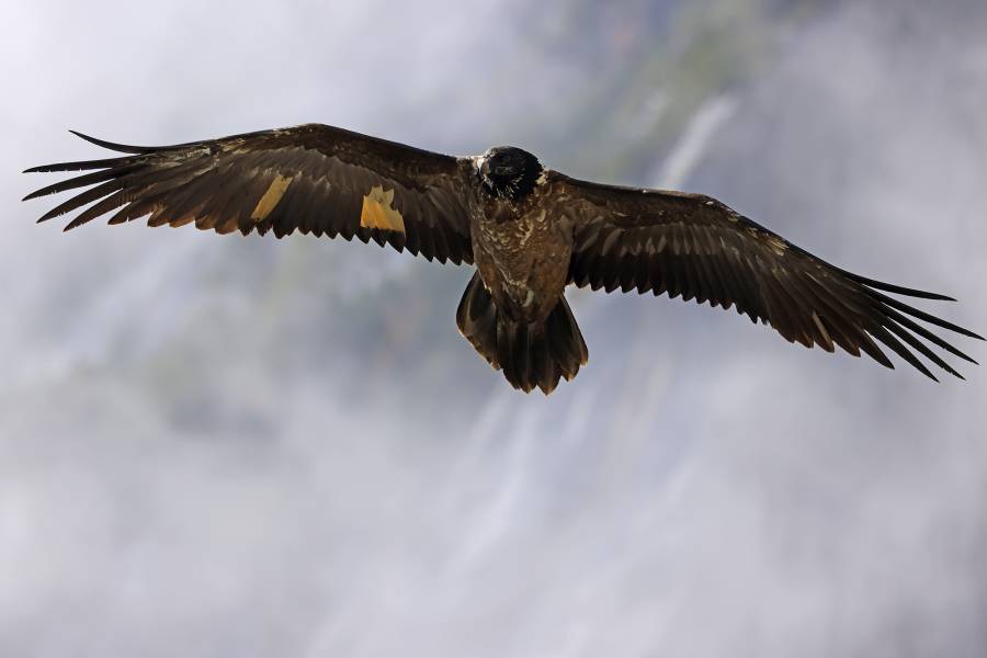 Wally im Flug (Foto: Markus Leitner)