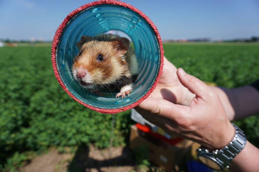 Hamster-Auswilderung in Heidelberg - Foto: Verband der Zoologischen Gärten (VdZ)