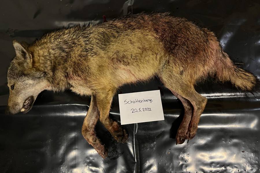 Der erlegte Wolf (Foto: Dienststelle für Jagd, Fischerei und Wildtiere des Kantons Wallis)