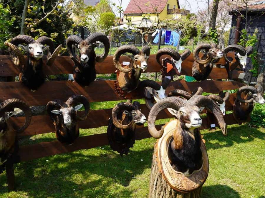 Alle vorgestellten Trophäen vom Muffelwild erhielten eine Medaille (Foto: LJV)