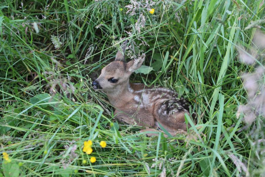 Ein gefundenes Rehkitz im hohen Gras. (Foto: Rehkitzrettung Schweiz / N. Berger)