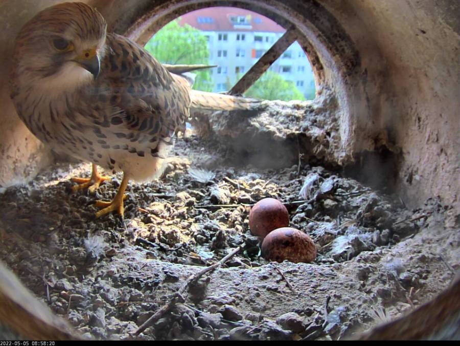 Turmfalke und Zwei Eier im Nest (Foto: Thüringer Ministerium für Umwelt, Energie und Naturschutz)