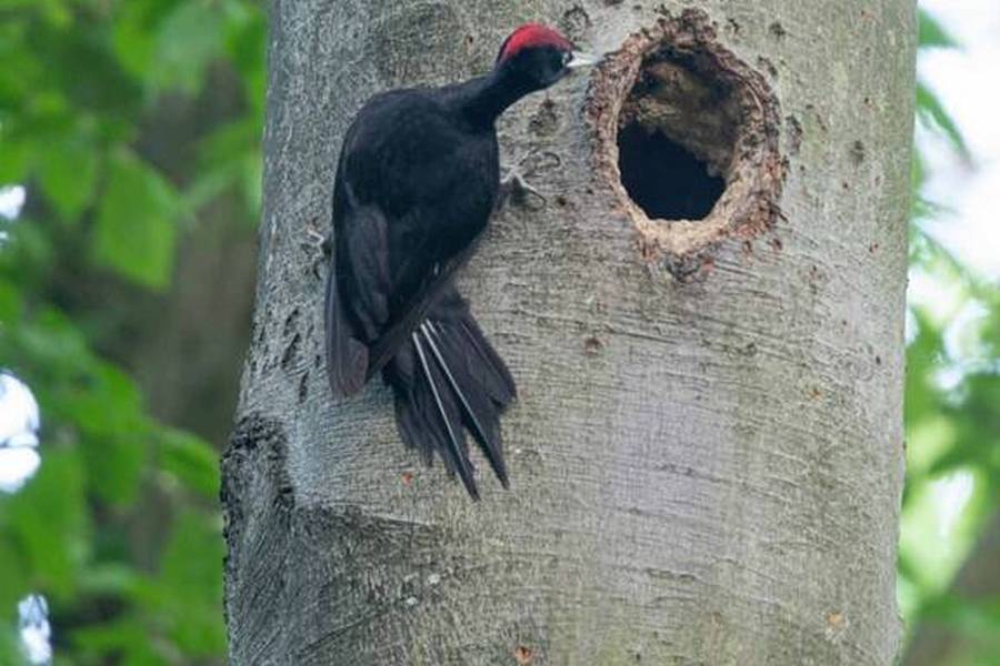 Bild 1: Der Schwarzspecht an seiner Baumhöhle. (Foto: Klaus Striepen, Wald und Holz NRW)