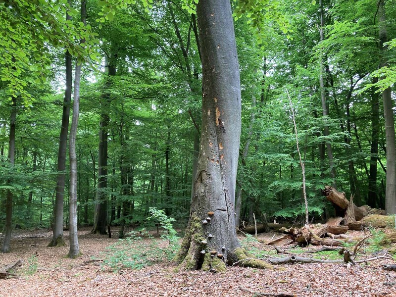 Bild 2: Ein Habitatbaum mit verschiedenen Mikrohabitaten. (Foto: Marlene Bömer, Wald und Holz NRW)
