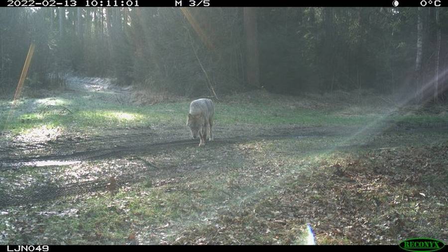 Ein Wolf, aufgenommen von einer Wildkamera (© Landesjägerschaft Niedersachsen e.V.)