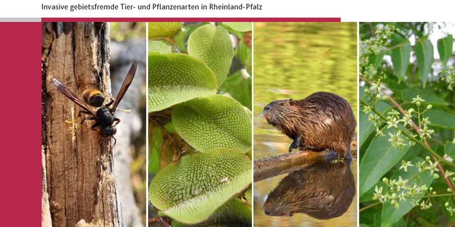Cover der neuen Broschüre „Invasive Arten“. (©LfU)