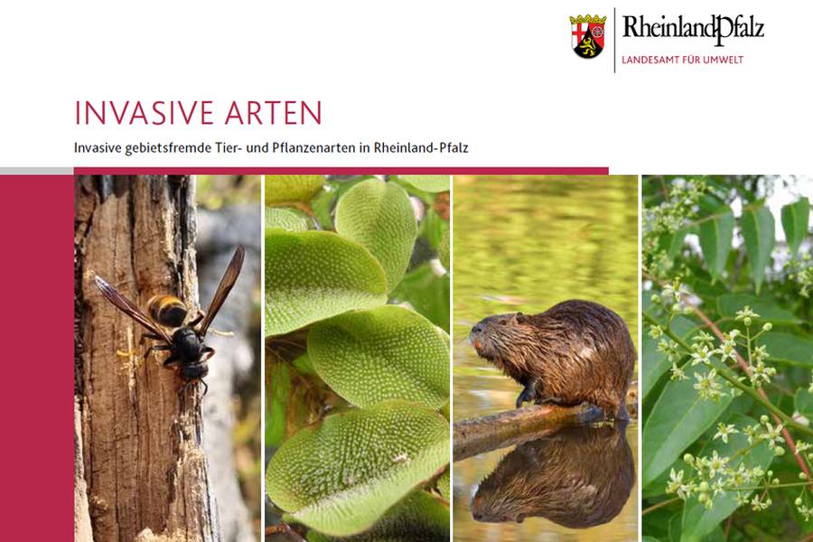 Cover der neuen Broschüre „Invasive Arten“. (©LfU)
